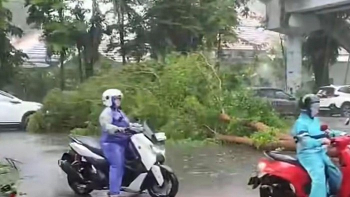 9 Pohon Tumbang di Makassar Hari Ini Akibat Hujan dan Angin Kencang
