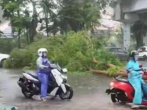 9 Pohon Tumbang di Makassar Hari Ini Akibat Hujan dan Angin Kencang