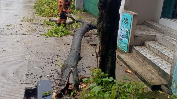 Pohon Tumbang di Bogor Akibat Hujan dan Angin Kencang