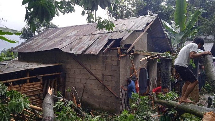2 Rumah di Pasuruan Rusak Tertimpa Pohon Randu