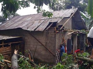 2 Rumah di Pasuruan Rusak Tertimpa Pohon Randu