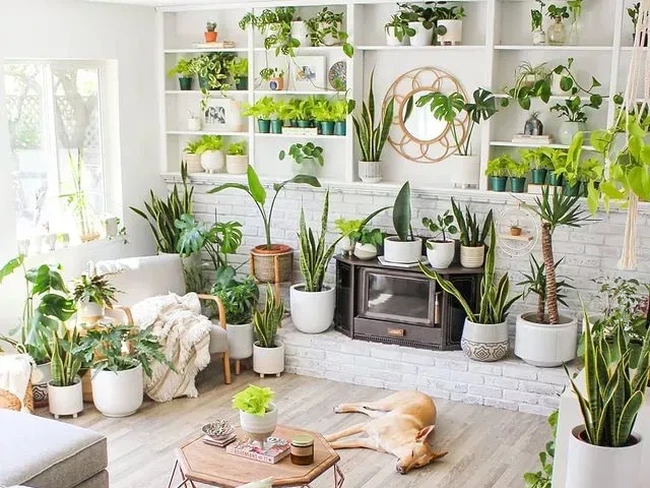 Inspirasi Ruang Tamu dengan Sentuhan Tanaman bak Taman Indoor