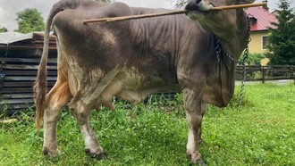 Inikah Sapi Terpintar di Dunia? Ilmuwan Kaget dengan Kemampuannya