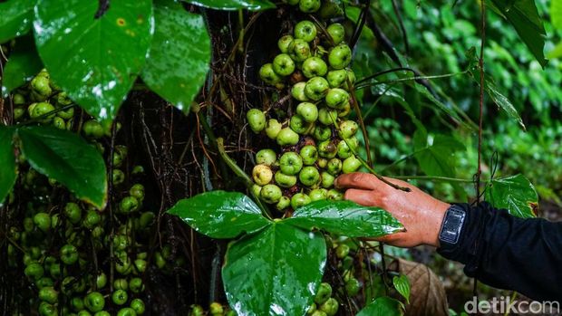 Tahura Pancoran Mas, Sisa Hutan Alami yang Bertahan di Tengah Kota Depok Suasana Taman Hutan Raya (Tahura) Pancoran Mas di Kota Depok, Jawa Barat, Rabu (21/1/2026), yang tetap asri meski berada di tengah kawasan permukiman padat.