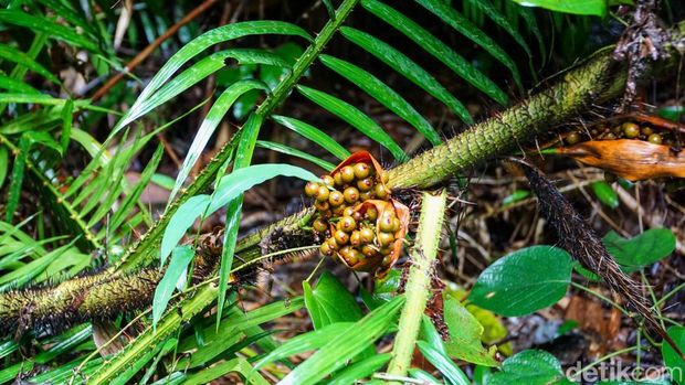 Suasana Taman Hutan Raya (Tahura) Pancoran Mas di Kota Depok, Jawa Barat, Rabu (21/1/2026), yang tetap asri meski berada di tengah kawasan permukiman padat.