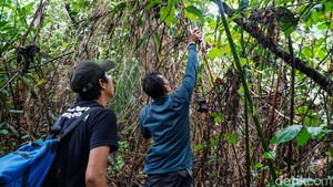 Kawal Revitalisasi Cagar Alam Depok