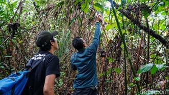 Kisah Monyet yang Gemar 'Nonton Bola' di Cagar Alam Depok