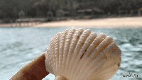 Sebuah kerang putih kecil yang didapat dari bibir pantai.