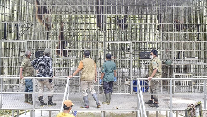 Orang utan Sumatra (Pongo abelii) berada di dalam kandang tempat rehabilitasi dan pelatihan orang utan Sumatra Open Orangutan Sanctuary (OOS) Danau Alo, Bentang Alam Bukit Tigapuluh, Tanjung Jabung Barat, Jambi, Kamis (22/1/2026). OOS Danau Alo yang didirikan sejak 2008 hasil kerja sama BKSDA Jambi dengan Frankfurt Zoological Society (FZS) itu telah melepasliarkan 205 individu orang utan Sumatra di Bentang Alam Bukit Tigapuluh dan saat ini masih merawat 10 individu orang utan. ANTARA FOTO/Wahdi Septiawan/tom.