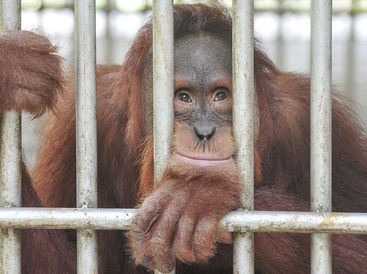 Bentang Alam Bukit Tigapuluh, Rumah Harapan Orangutan Sumatra