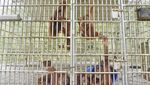 Bentang Alam Bukit Tigapuluh, Rumah Harapan Orangutan Sumatra