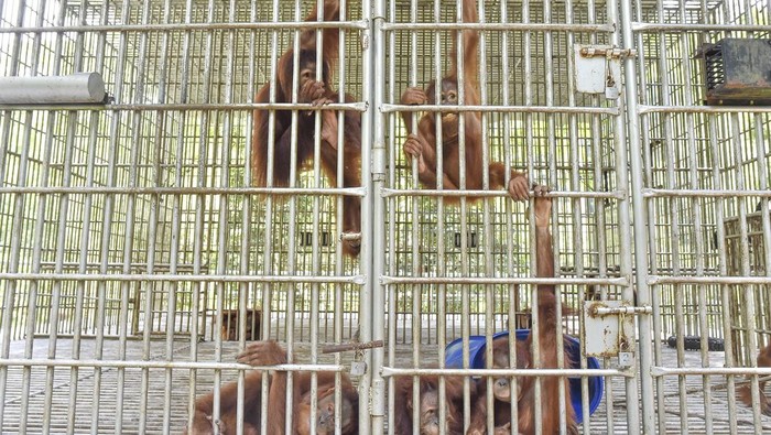 Orang utan Sumatra (Pongo abelii) berada di dalam kandang tempat rehabilitasi dan pelatihan orang utan Sumatra Open Orangutan Sanctuary (OOS) Danau Alo, Bentang Alam Bukit Tigapuluh, Tanjung Jabung Barat, Jambi, Kamis (22/1/2026). OOS Danau Alo yang didirikan sejak 2008 hasil kerja sama BKSDA Jambi dengan Frankfurt Zoological Society (FZS) itu telah melepasliarkan 205 individu orang utan Sumatra di Bentang Alam Bukit Tigapuluh dan saat ini masih merawat 10 individu orang utan. ANTARA FOTO/Wahdi Septiawan/tom.
