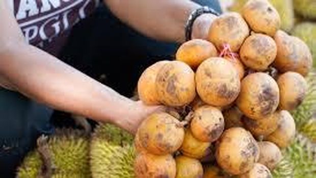 Buah Kapul. (Media Pemkot Palangka Raya) Buah Kapul. (Media Pemkot Palangka Raya)