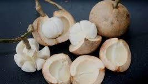 Buah Kapul. (Pemkot Tarakan) Buah Kapul. (Pemkot Tarakan)