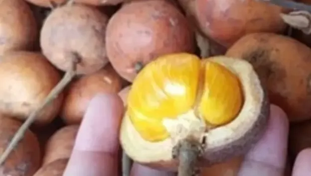 Si Manis Buah Kapul yang Sudah Sulit Ditemukan