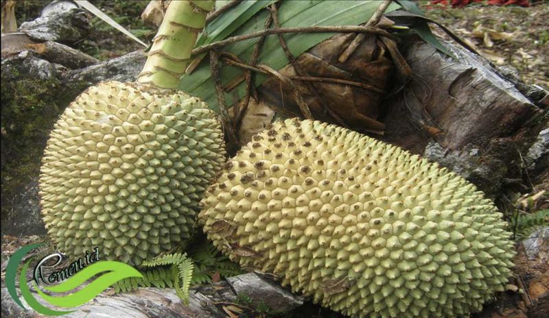buah unik Indonesia