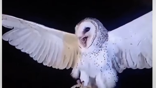 Burung hantu sesaat sebelum ditembak mati warga di Belu, NTT.