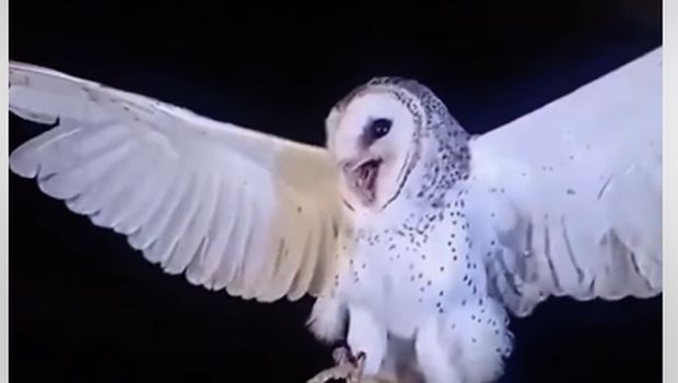 Burung Hantu Ditembak Mati Burung hantu sesaat sebelum ditembak mati warga di Belu, NTT.