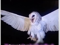 Polisi Sebut Burung Hantu Viral yang Ditembak Mati Bukan Satwa Dilindungi