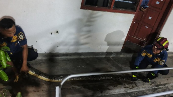 Piton 3 Meter Ngumpet di Rak Buffet Warga Sekarsuli Klaten