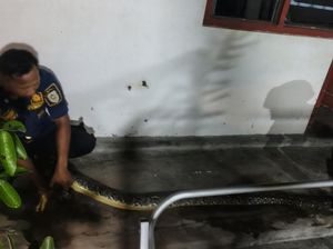 Piton 3 Meter Ngumpet di Rak Buffet Warga Sekarsuli Klaten