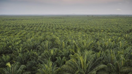 Hamparan Kebun Kelapa Sawit