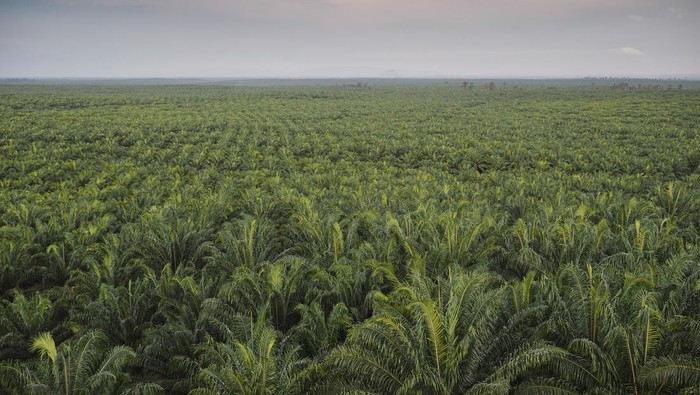 Benarkah Kebun Sawit Jadi Biang Kerok Banjir?
