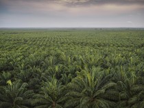 Benarkah Kebun Sawit Jadi Biang Kerok Banjir?