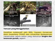 Satwa-satwa Langka yang Tertangkap Kamera Jebak di Kaltim, Ada Orang Utan-Macan Dahan