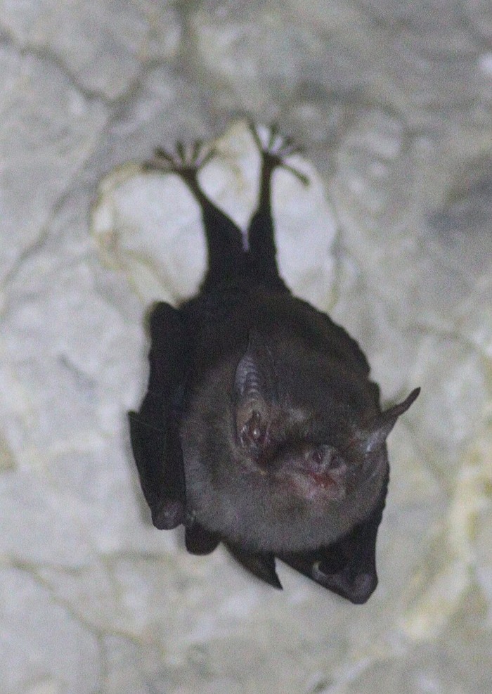 kelelawar hidung babi atau bumblebee bat (Craseonycteris thonglongyai)