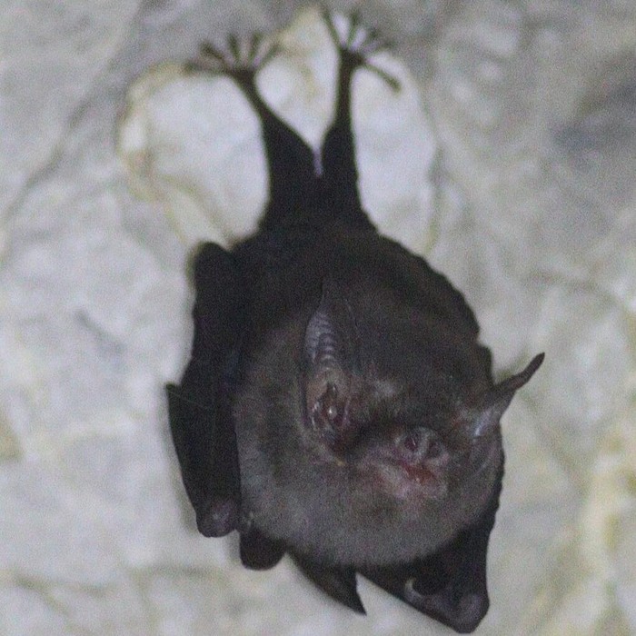 Ini Mamalia Terkecil di Dunia! Tinggalnya di Tetangga Indonesia