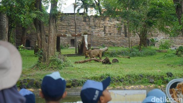 Kereta Hutan di Kebun Binatang Surabaya