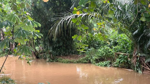 Lokasi munculnya buaya bernama Lisa