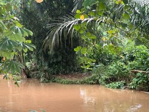 SMA di Depok Resah Usai Buaya Kerap Muncul di Sungai Dekat Sekolah
