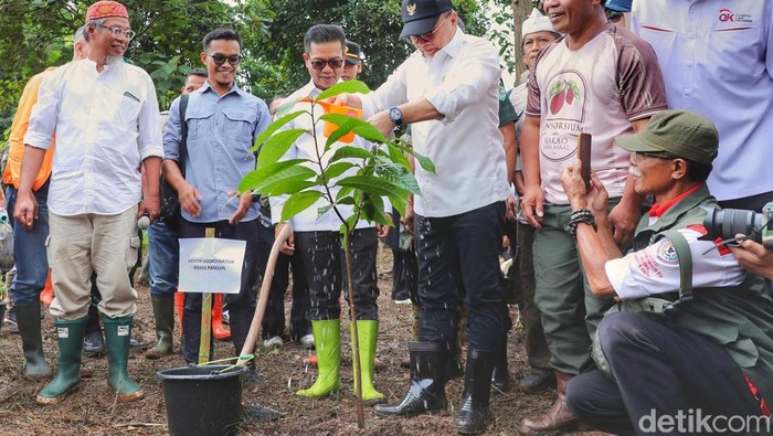 Menteri Koordinator Bidang Pangan, Zulkifli Hasan saat melakukan penanaman Kakao, Kopi, dan Kelapa, di Ponpes Al-Mukhlis, Kecamatan Cangkuang, Kabupaten Bandung, Kamis (22/1/2026).