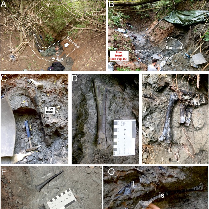 Penemuan  ratusan tulang dinosaurus yang tersusun hampir saling bertumpukan