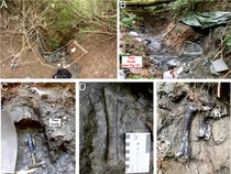 Temuan Fosil Dinosaurus Bertumpuk, Kok Bisa Tumpang Tindih?