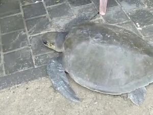 Penyu Lekang Berbobot 30 Kg Terdampar di Pantai Kuta Bersama Sampah Kiriman