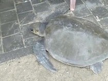 Penyu Lekang Berbobot 30 Kg Terdampar di Pantai Kuta Bersama Sampah Kiriman