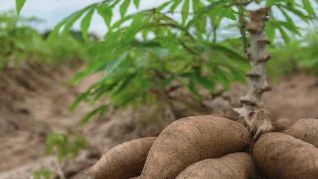 Pohon Singkong. (Dok Cara.org)