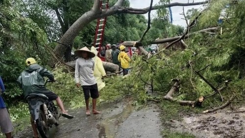 Pohon tumbang dipicu angin kencang di Kabupaten Bima, NTB, pada Kamis, (22/1/2026). (Dok. Istimewa)
