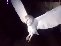 Video Polisi Tangkap Wanita yang Viral Tembak Burung Hantu di Belu NTT