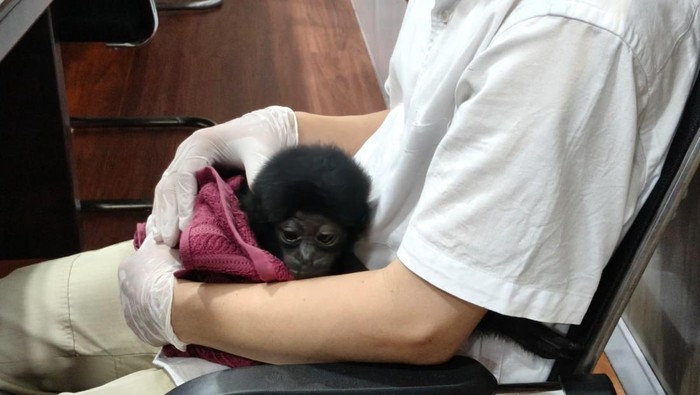 Polisi Bongkar Jual Beli Satwa Dilindungi di Riau, Owa Dijual Rp 10 Juta