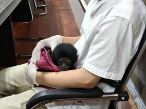 Polresta Pekanbaru Gagalkan Penjualan Owa Siamang, 1 Tersangka Ditangkap