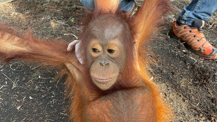 Proses penyelamatan bayi orangutan yang terlantar di perkebunan sawit warga di Kabupaten Ketapang. (Dokumentasi YIARI)