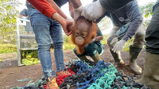 Proses penyelamatan bayi orangutan yang terlantar di perkebunan sawit warga di Kabupaten Ketapang. (Dokumentasi YIARI) Proses penyelamatan bayi orangutan yang terlantar di perkebunan sawit warga di Kabupaten Ketapang. (Dokumentasi YIARI)
