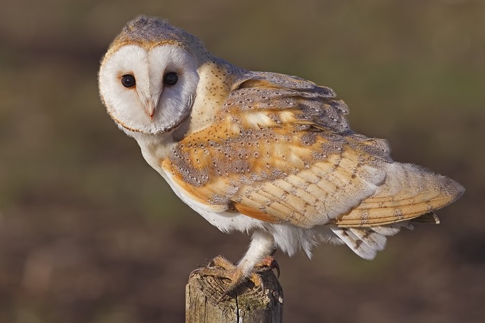 Tyto alba