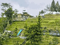 Staycation di Puncak Bogor, Ramah Buat Kantong Mahasiswa