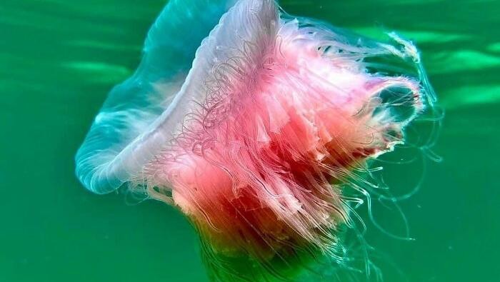 8 Potret Hewan Laut dengan Warna dan Bentuk Memukau