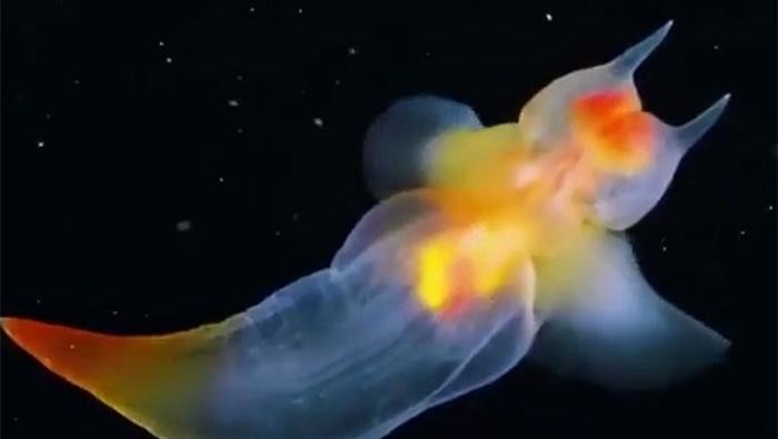 8 Potret Hewan Laut dengan Warna dan Bentuk Memukau